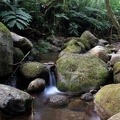 Manoa Falls trail6.jpg